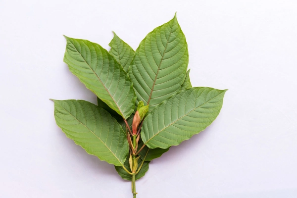 White Malay Kratom Dosage